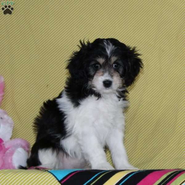 Wiley, Cavalier King Charles Mix Puppy